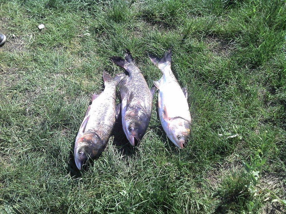 pescuit - 480171_368801076490303_1847685870_n.jpg